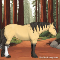 Horse Color:Buckskin 