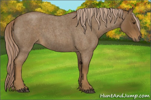 Horse Color:Chocolate Palomino Roan 