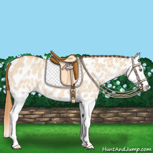 Horse Color:Gold Champagne Dun Splash Appaloosa 