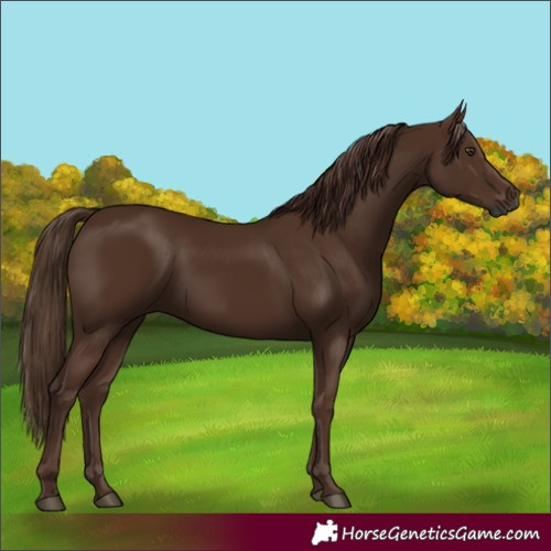 Horse Color:Gray Chestnut 