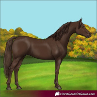 Horse Color:Gray Chestnut 