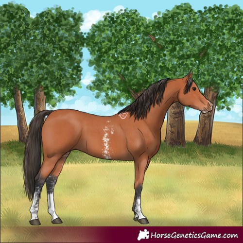 Horse Color:Bay Sabino 
