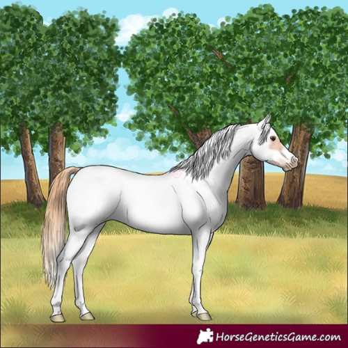 Horse Color:White Spotted Chestnut Splash Tobiano Frame