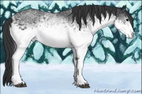 Horse Color:White Spotted Black Rabicano 