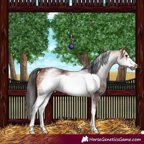 Horse Color:White Spotted Bay Frame