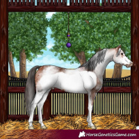 Horse Color:White Spotted Bay Frame