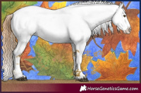 Horse Color:Chestnut Appaloosa 