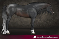 Horse Color:Brown 
