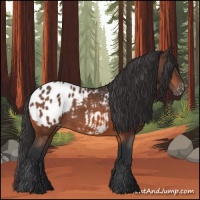 Horse Color:Bay Appaloosa
