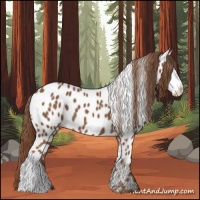 Horse Color:Chestnut Near Leopard 