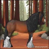 Horse Color:Bay 