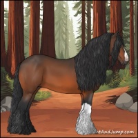 Horse Color:Bay 