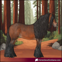 Horse Color:Bay 