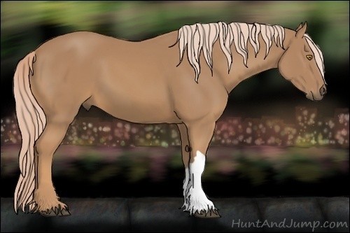Horse Color:Palomino 