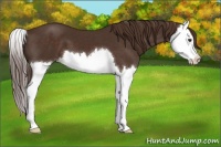 Horse Color:Liver Chestnut Splash 
