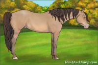Horse Color:Amber Champagne 