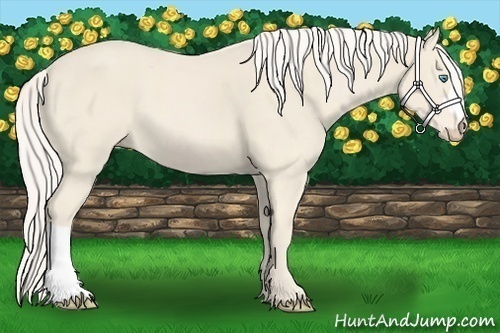 Horse Color:Cremello 