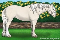 Horse Color:Cremello 