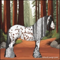 Horse Color:Bay Appaloosa 
