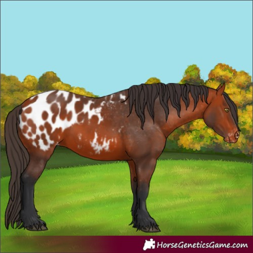 Horse Color:Bay Appaloosa 