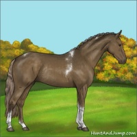 Horse Color:Chocolate Palomino Tobiano Rabicano 