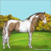 Horse Color:Chocolate Palomino Splash Tobiano Rabicano