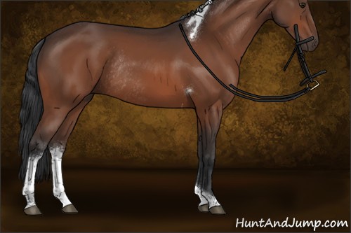 Horse Color:Brown Tobiano Rabicano