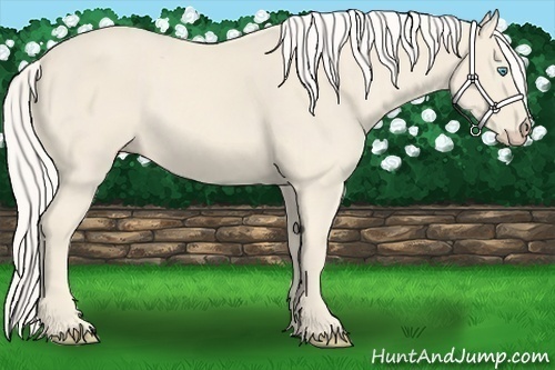 Horse Color:Cremello 