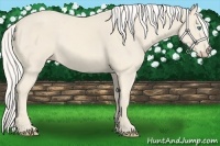 Horse Color:Cremello