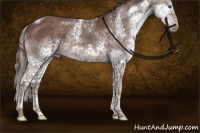 Horse Color:Liver Chestnut Splash Tobiano Rabicano