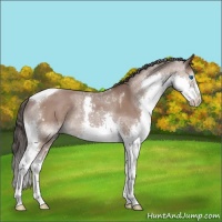 Horse Color:Bay Splash Tobiano Rabicano