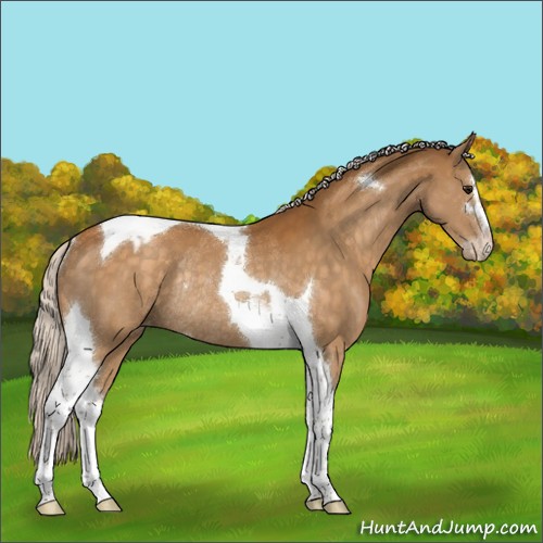 Horse Color:Silver Buckskin Sabino Tobiano Appaloosa Rabicano 