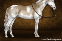 Horse Color:Chocolate Palomino Splash Tobiano Rabicano 