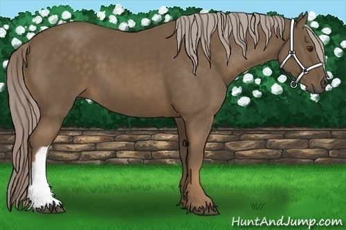 Horse Color:Chocolate Palomino 