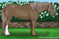 Horse Color:Chocolate Palomino