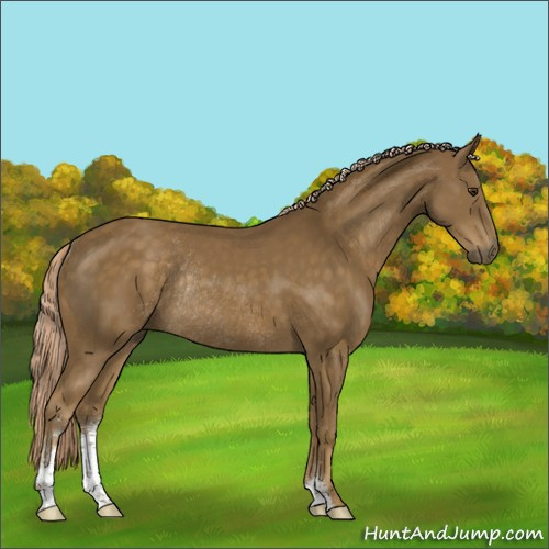 Horse Color:Chocolate Palomino Sabino Rabicano