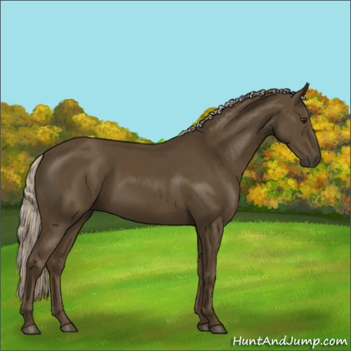 Horse Color:Chocolate Palomino Sabino Rabicano 