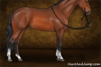 Horse Color:Bay Sabino Tobiano Rabicano