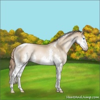 Horse Color:Smoky Black Pearl Splash Tobiano Rabicano 