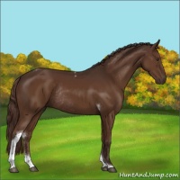 Horse Color:Liver Chestnut Tobiano Rabicano 