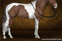 Horse Color:Liver Chestnut Sabino Tobiano Rabicano 