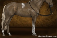 Horse Color:Chocolate Palomino Tobiano Rabicano 