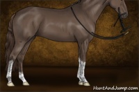 Horse Color:Liver Chestnut Sabino Tobiano 