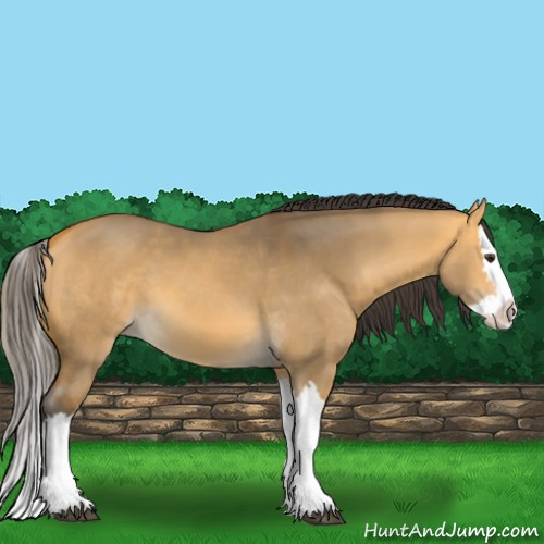Horse Color:Buckskin Dun Splash 