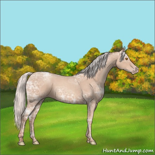 Horse Color:Silver Classic Champagne Ice Roan 