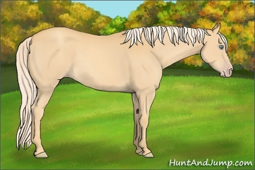 Horse Color:Gold Cream Champagne 