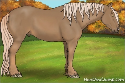 Horse Color:Palomino