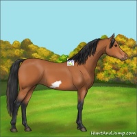 Horse Color:Bay Frame 
