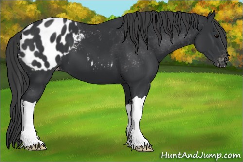 Horse Color:Black Appaloosa