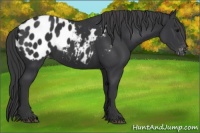 Horse Color:Black Appaloosa